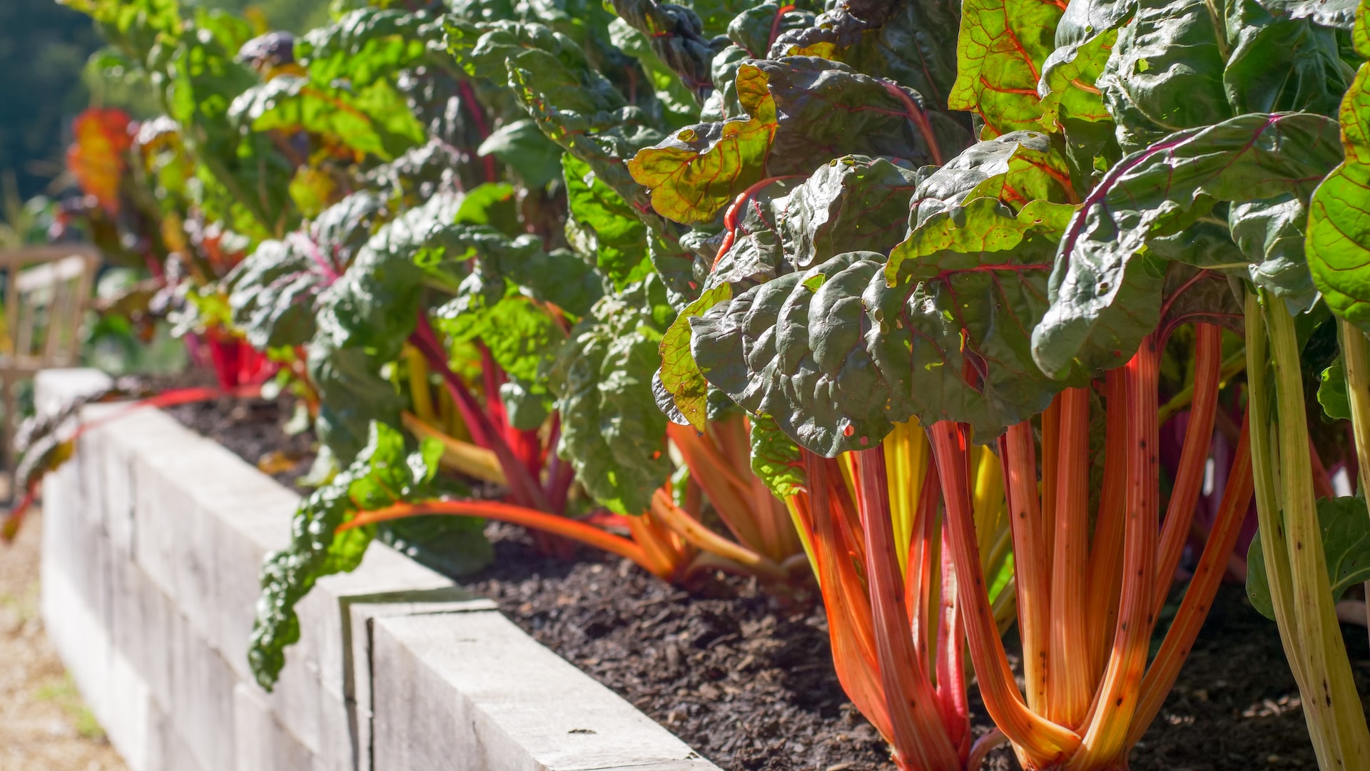 chard growing in a raised garden bed