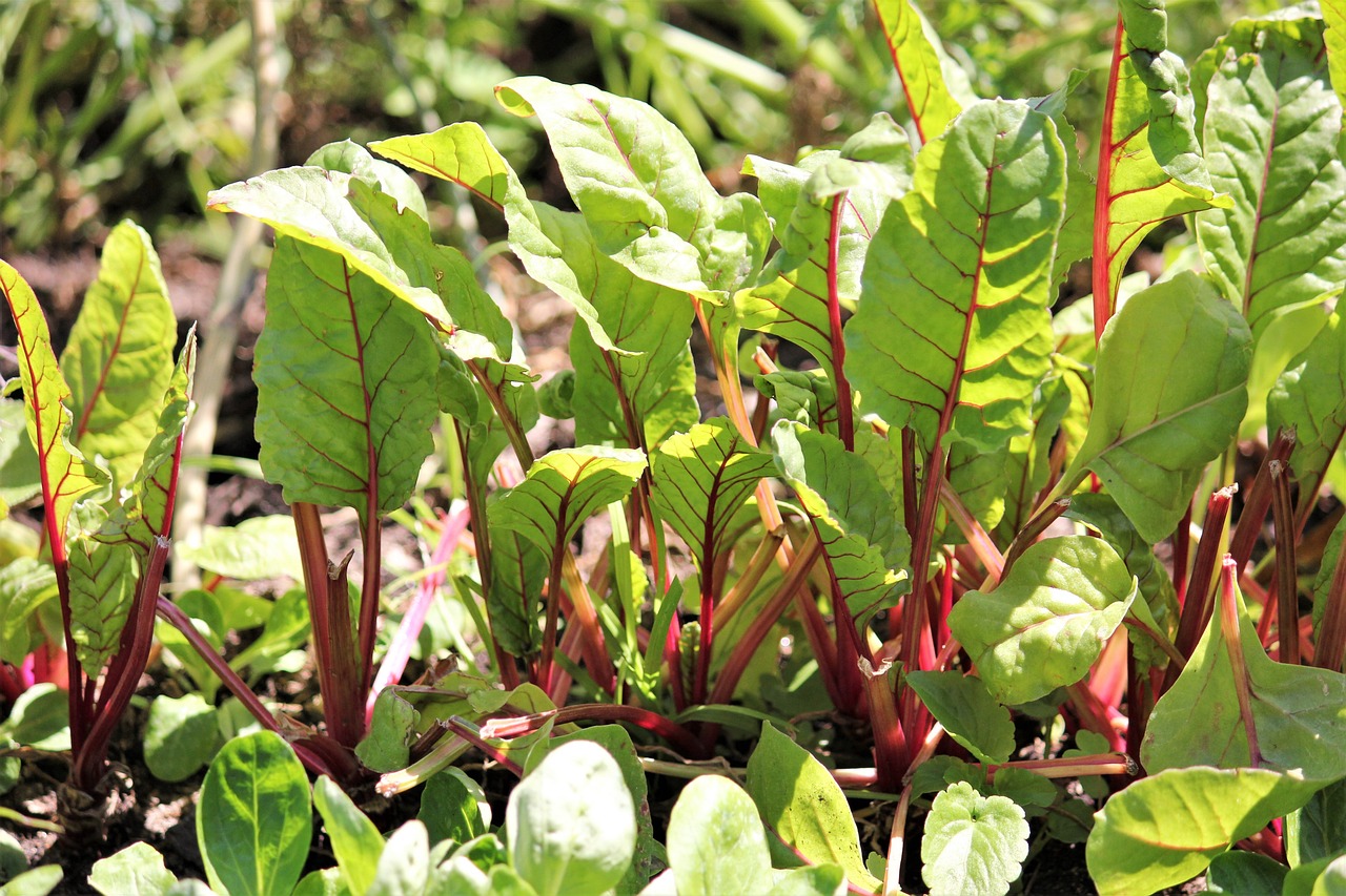 raised garden bed plants