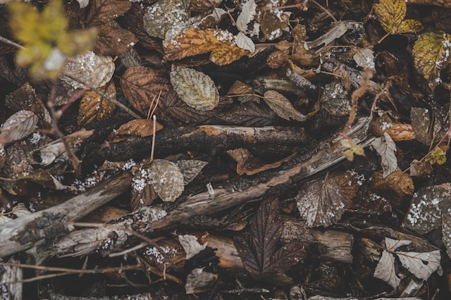 leaves and branches lay on the floor