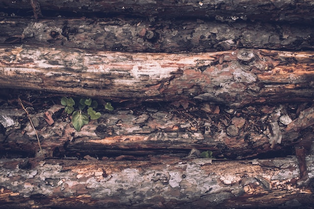 piles of logs for hugelkultur