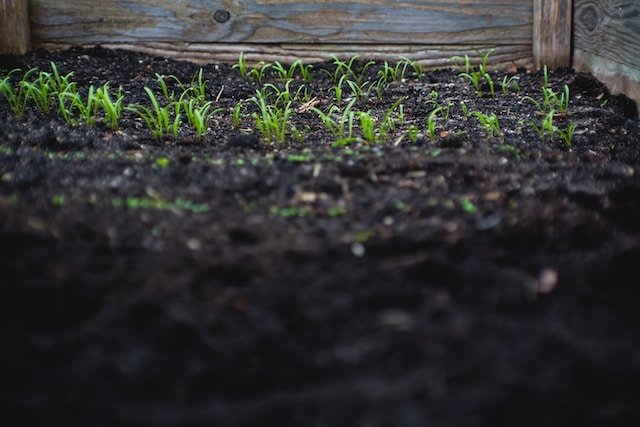 soil with seedlings in a raised garden bed