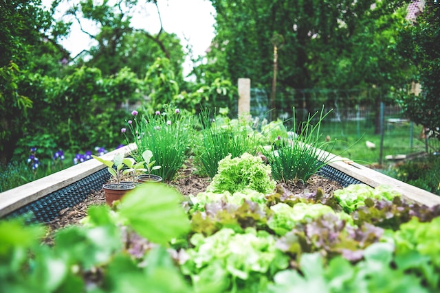 raised garden bed plants and vegetables