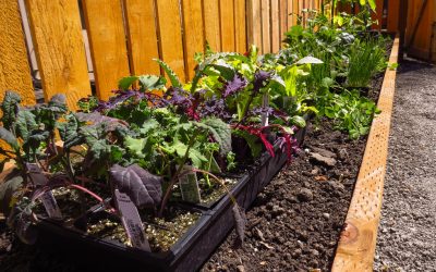 How to Build a DIY Raised Garden Bed