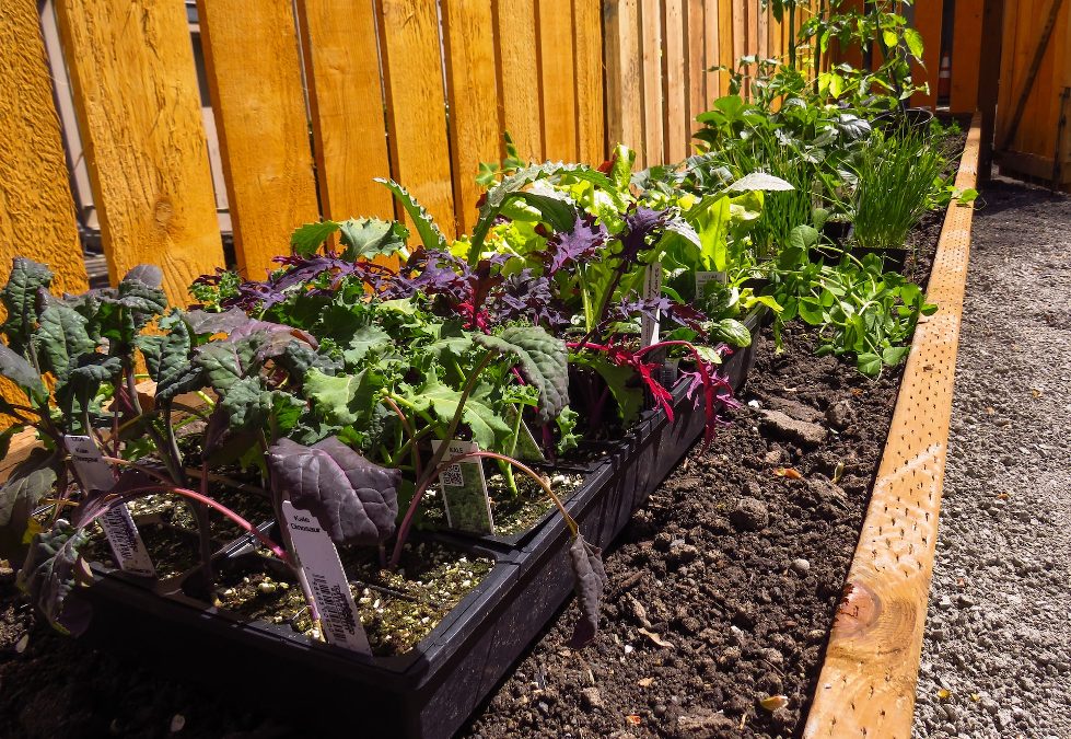 How to Build a DIY Raised Garden Bed