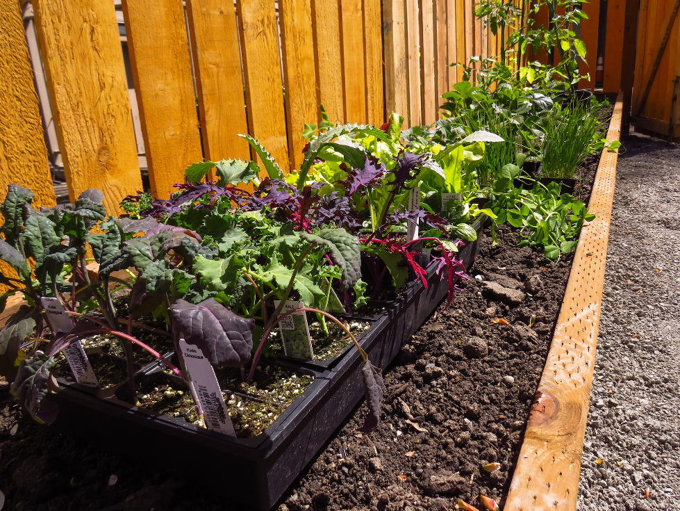 DIY raised garden bed