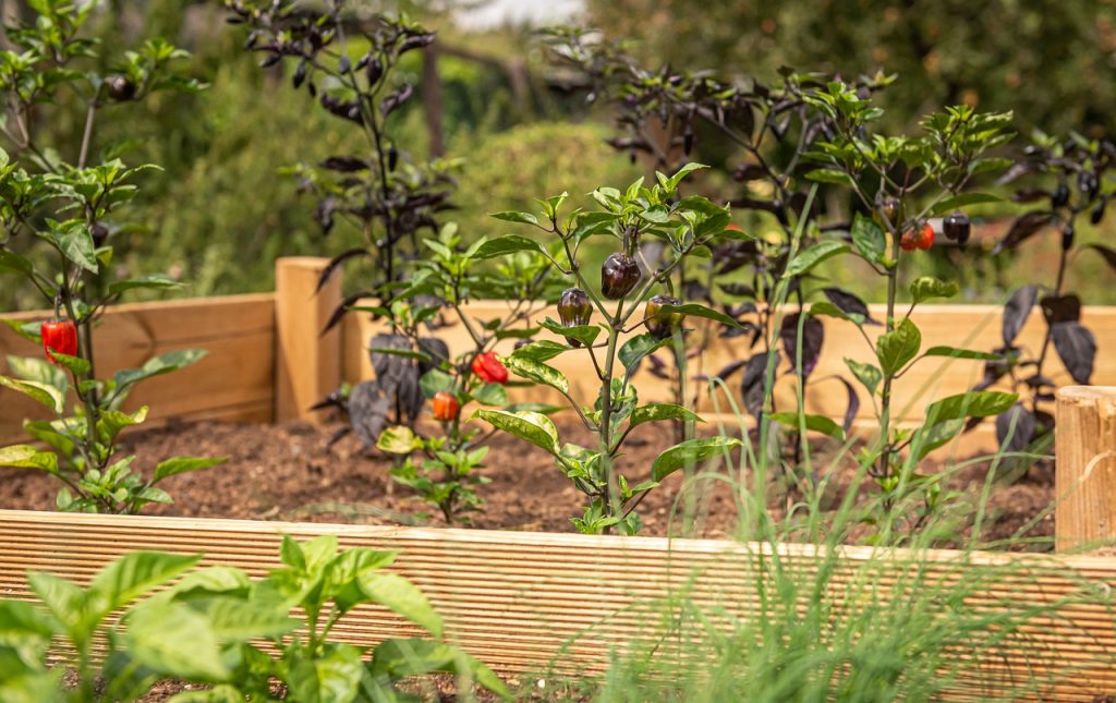 raised garden beds