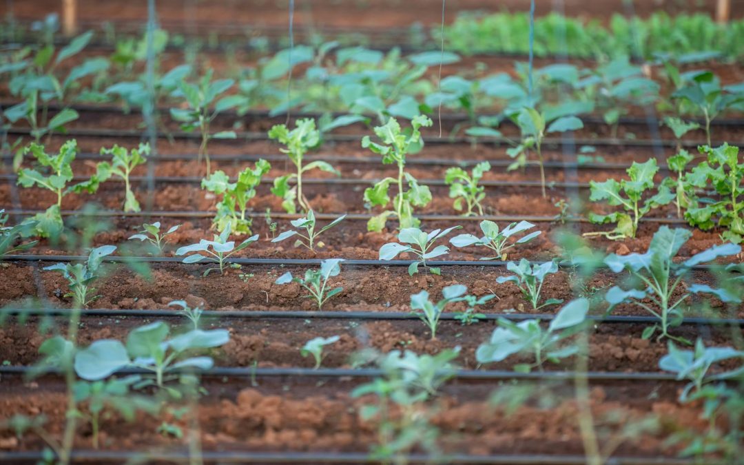 Installing Drip Irrigation for Raised Beds + Checklist