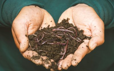 The Benefits of Worm Castings