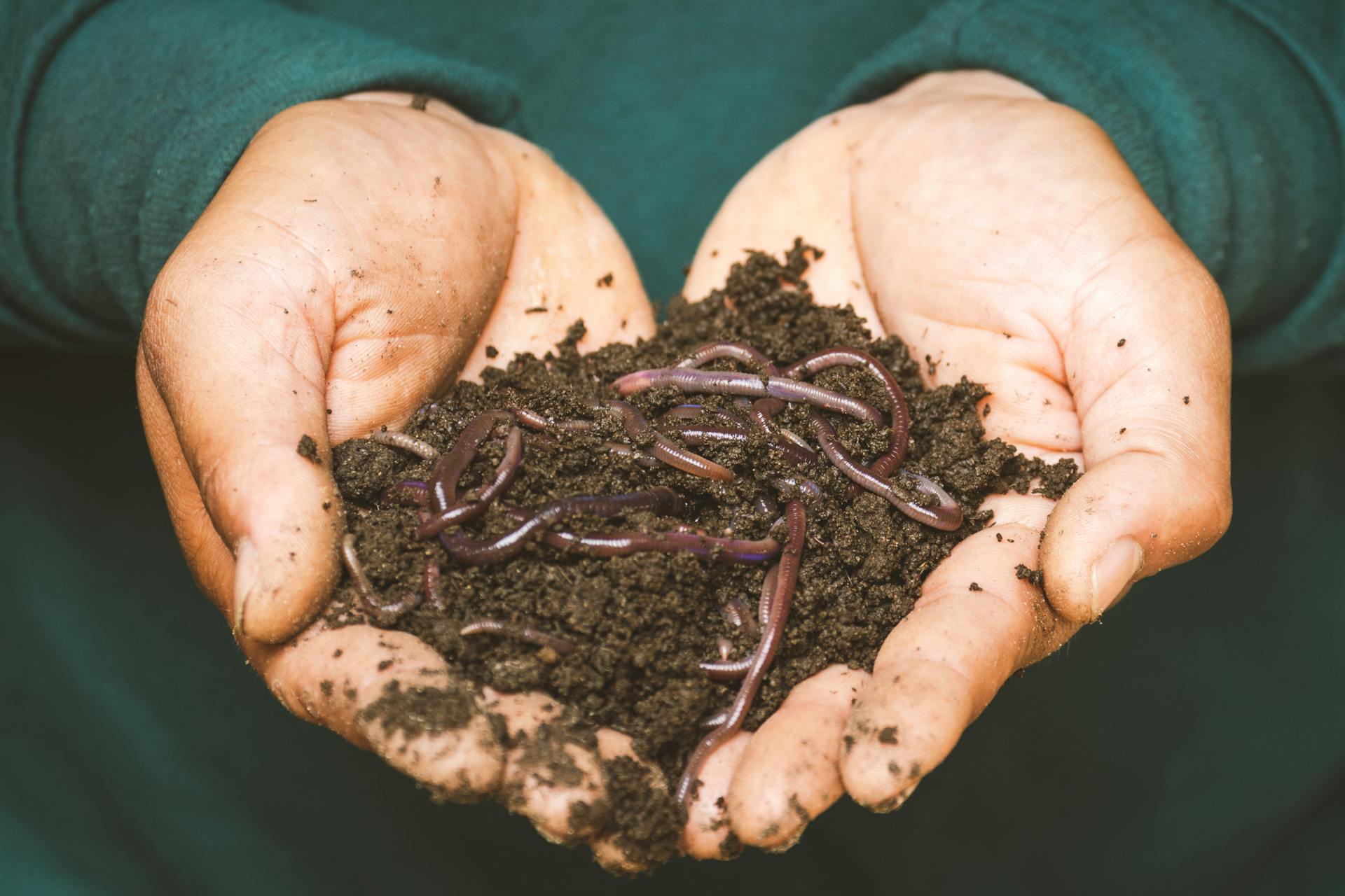 North Carolina Worms