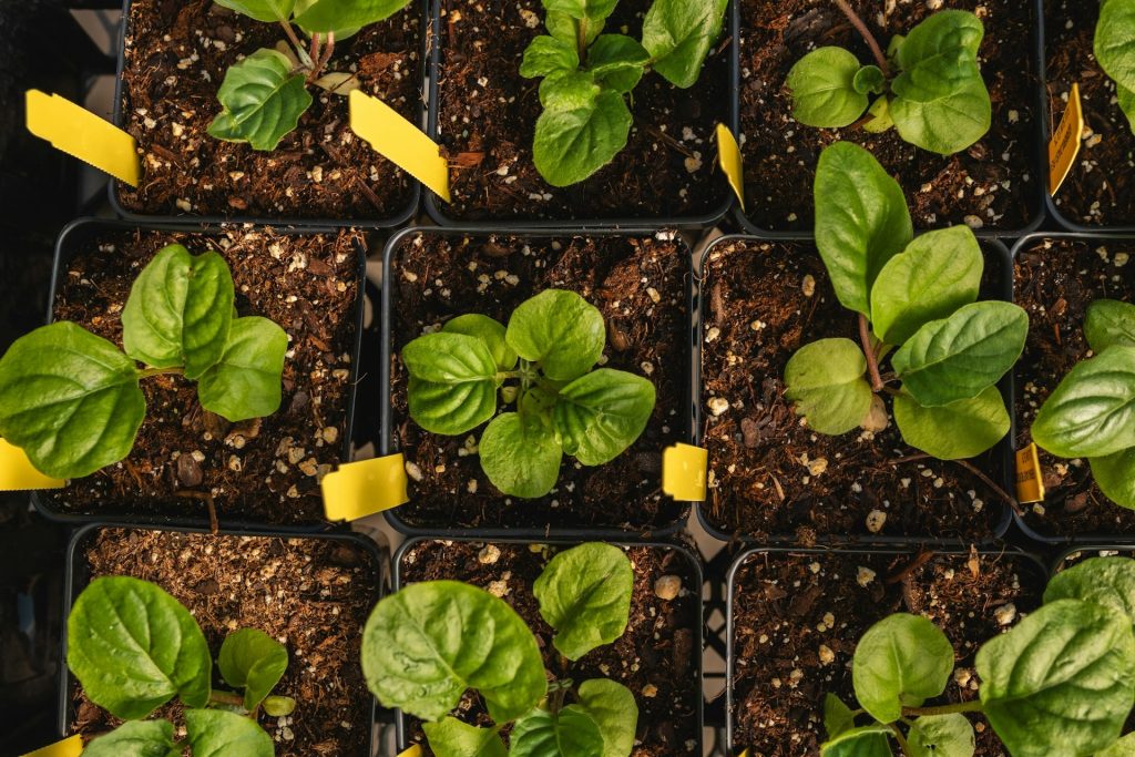 spinach seedlings in pots