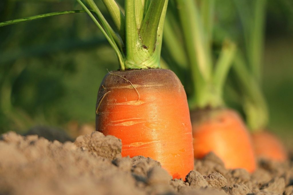 carrots growing in winter