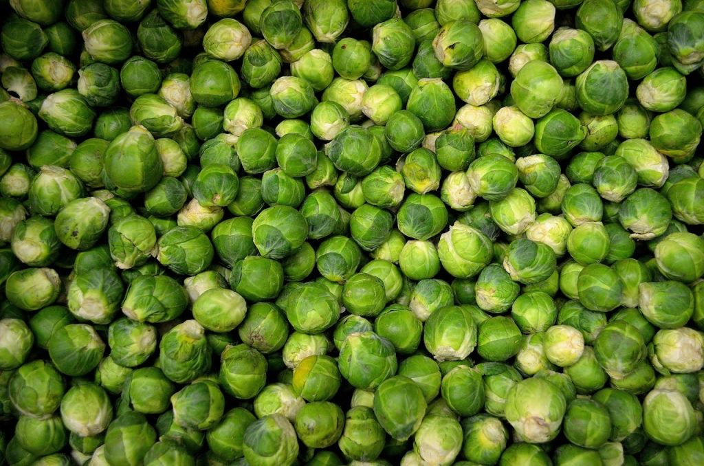 brussels sprouts plant