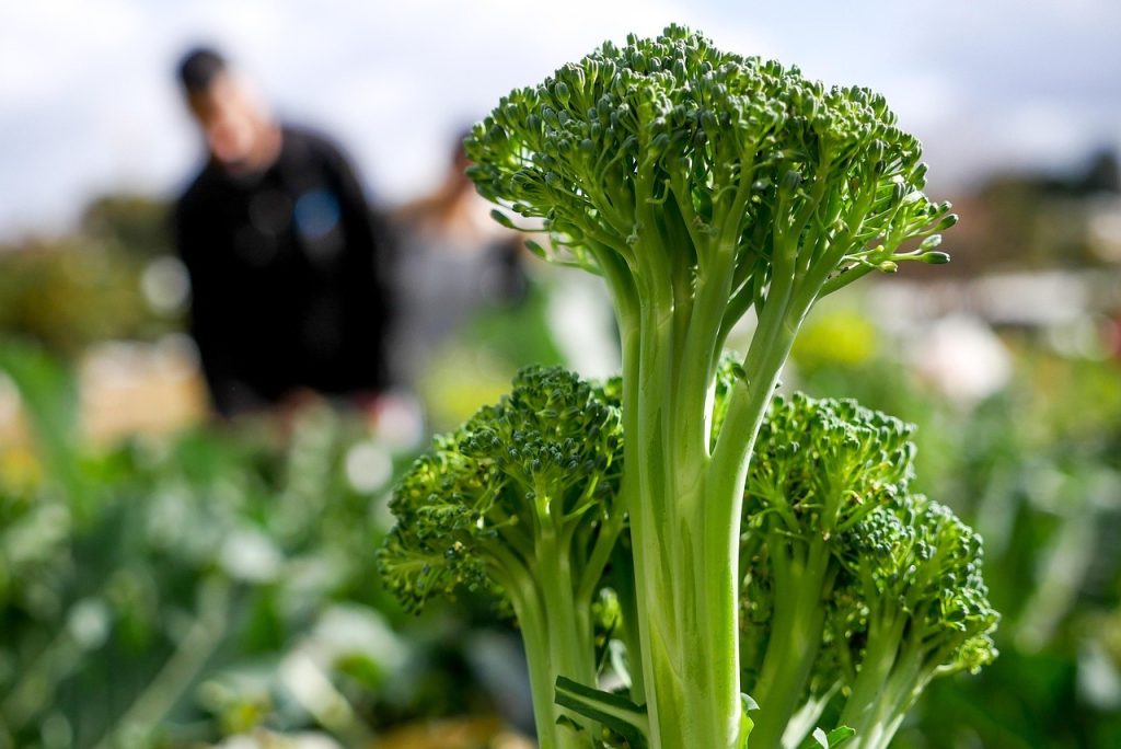 broccoli plant for winter