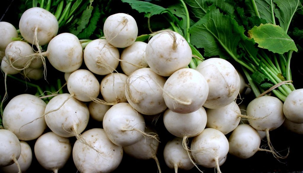 turnip winter vegetable