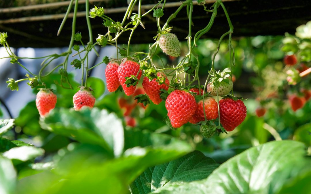 What is the Strawberry Life Cycle?