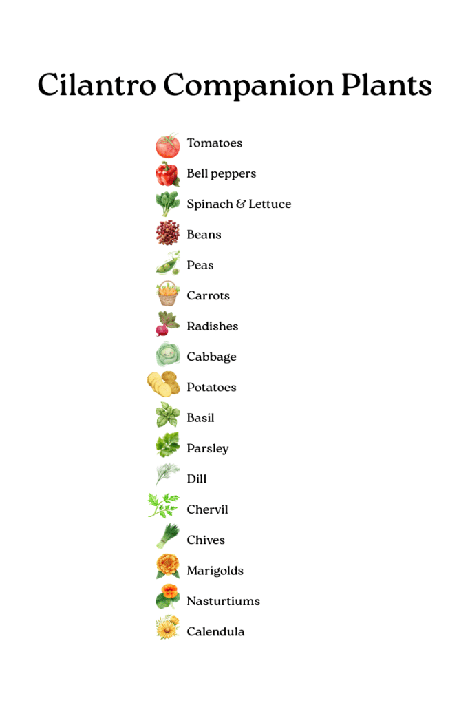 what can you plant with cilantro