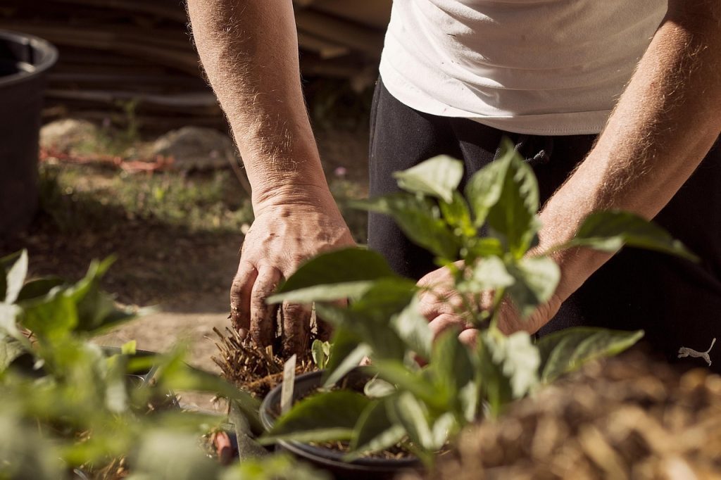 A person planting squash in a raised bed