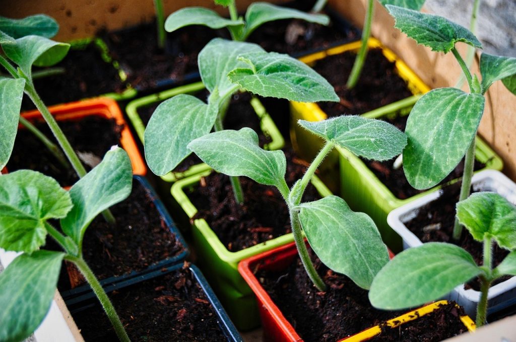 squash seedlings ready to be planted