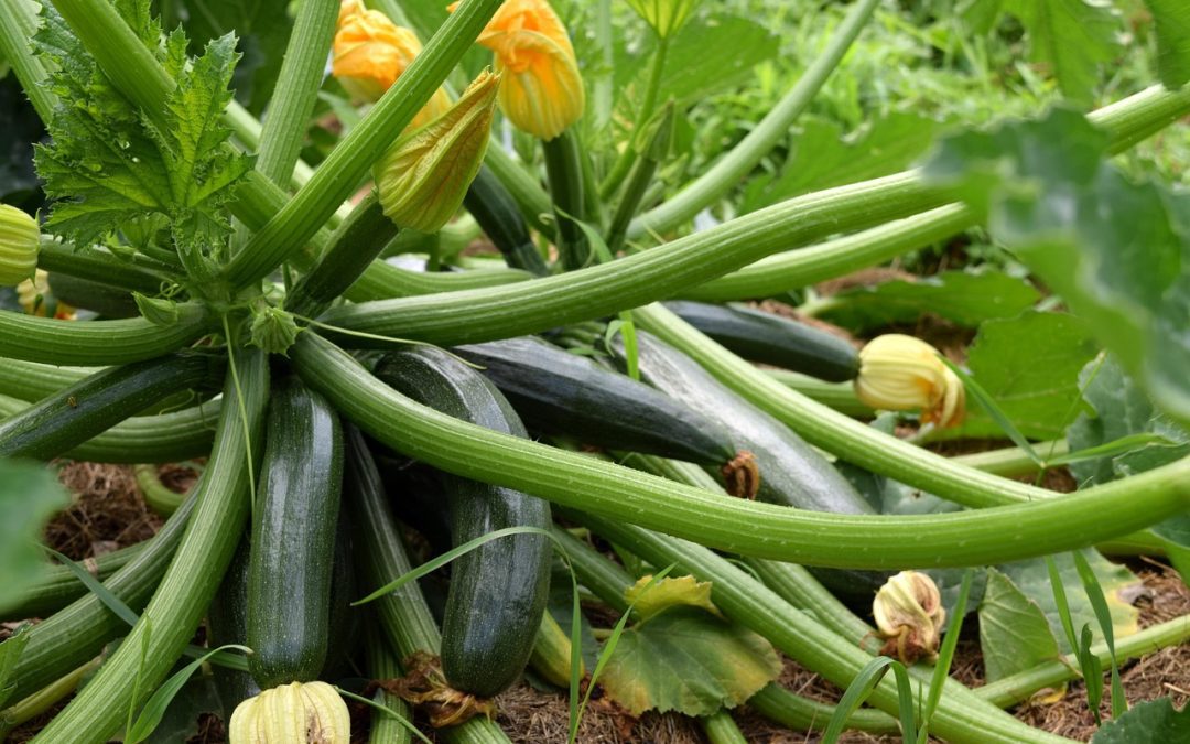 Growing Squash In Raised Beds – A Complete Guide + Pest Help