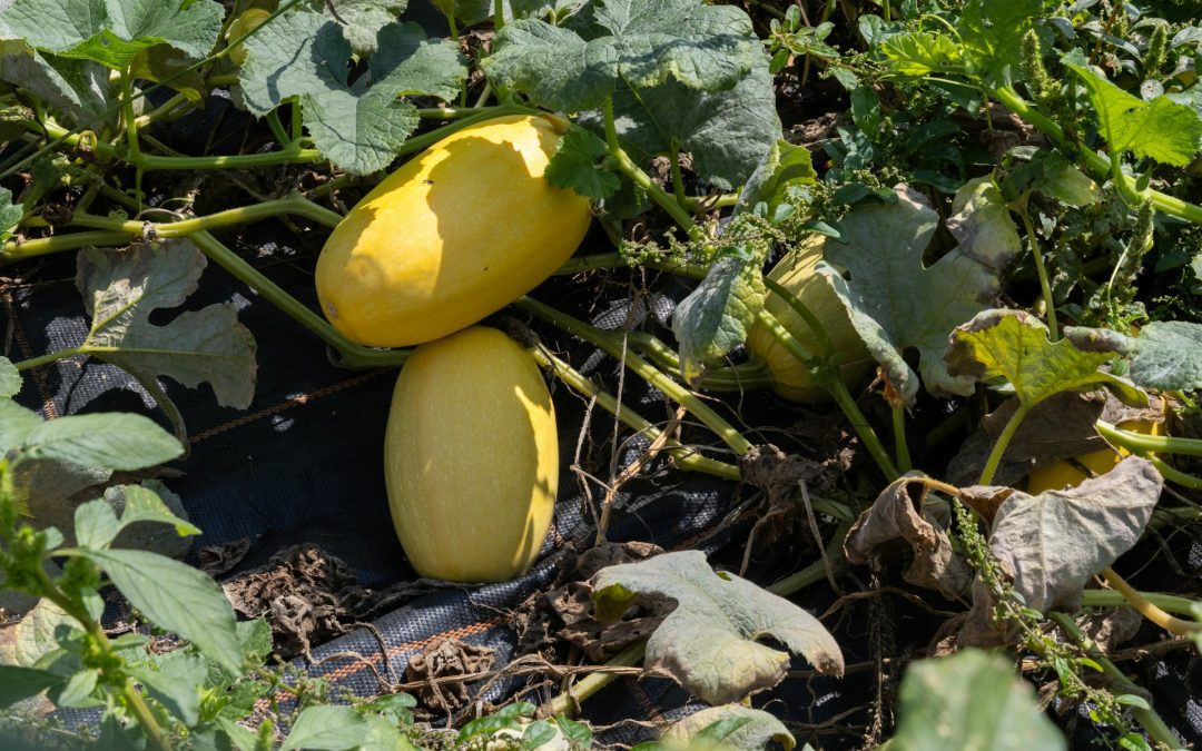 How Do You Know If Spaghetti Squash Is Ripe?