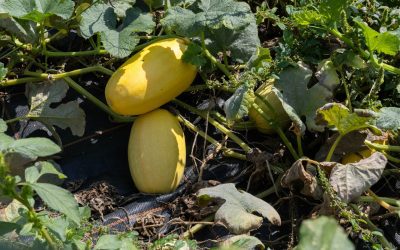 How Do You Know If Spaghetti Squash Is Ripe?