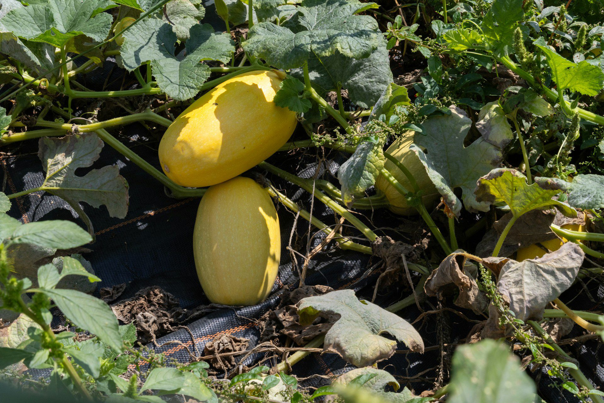 being-organic-in-eu-tpjQzHgcsBs-unsplash how do you know if spaghetti squash is ripe