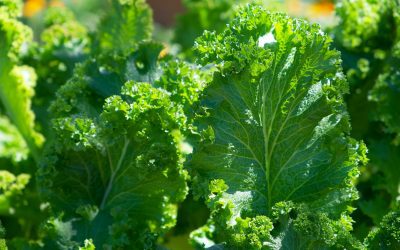 Is Kale Hard to Grow?