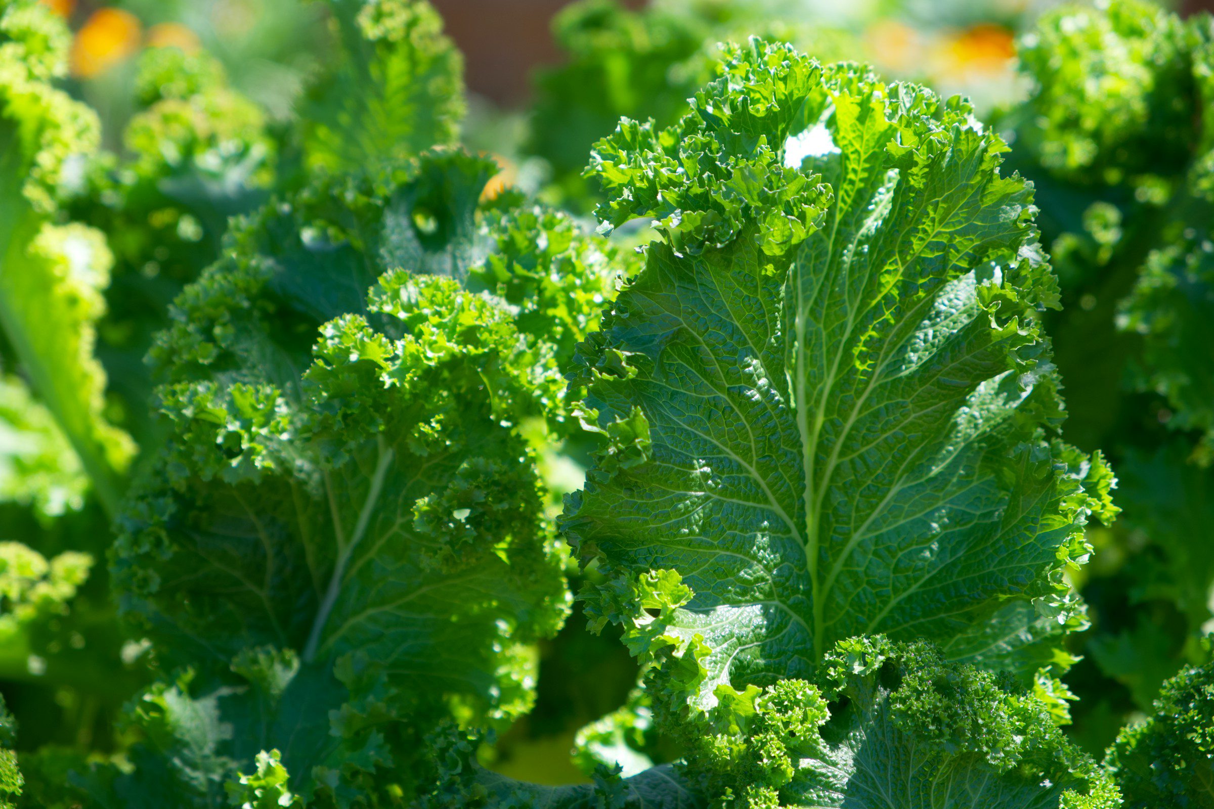brian-mcgowan-w46WZBxI_uk-unsplash is kale hard to grow