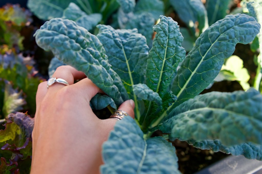 how to grow kale