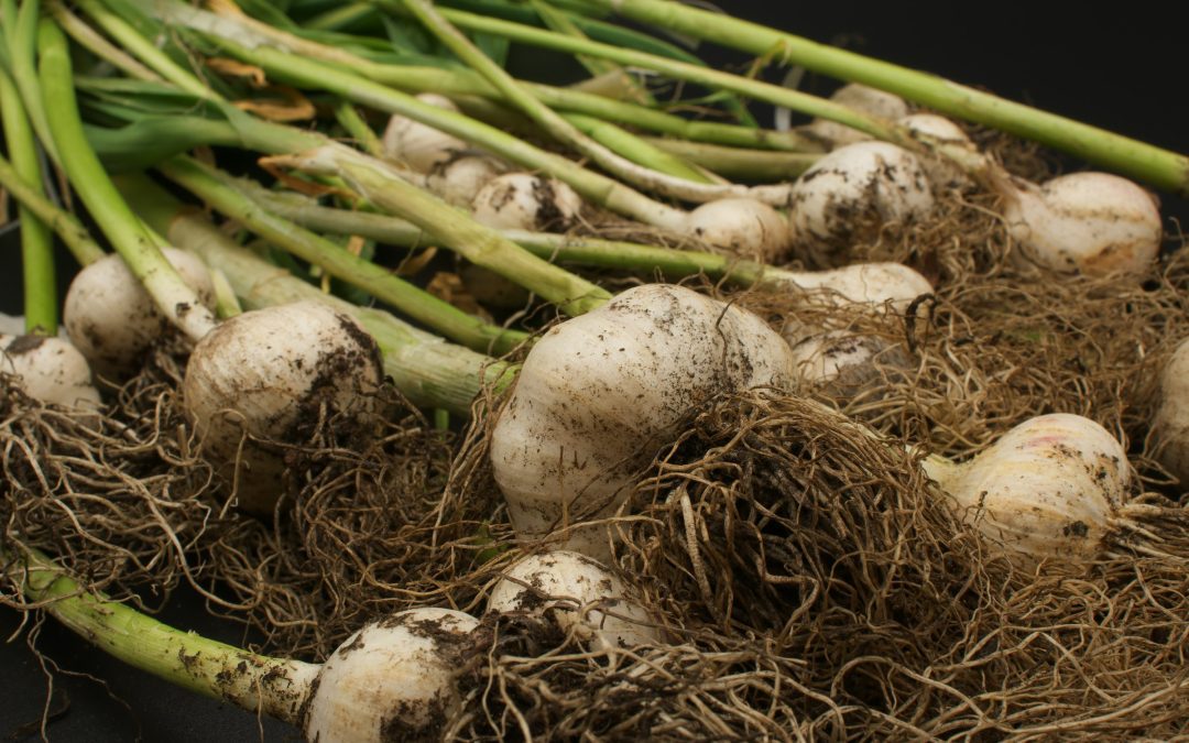 When to Plant Garlic in Your Raised Garden