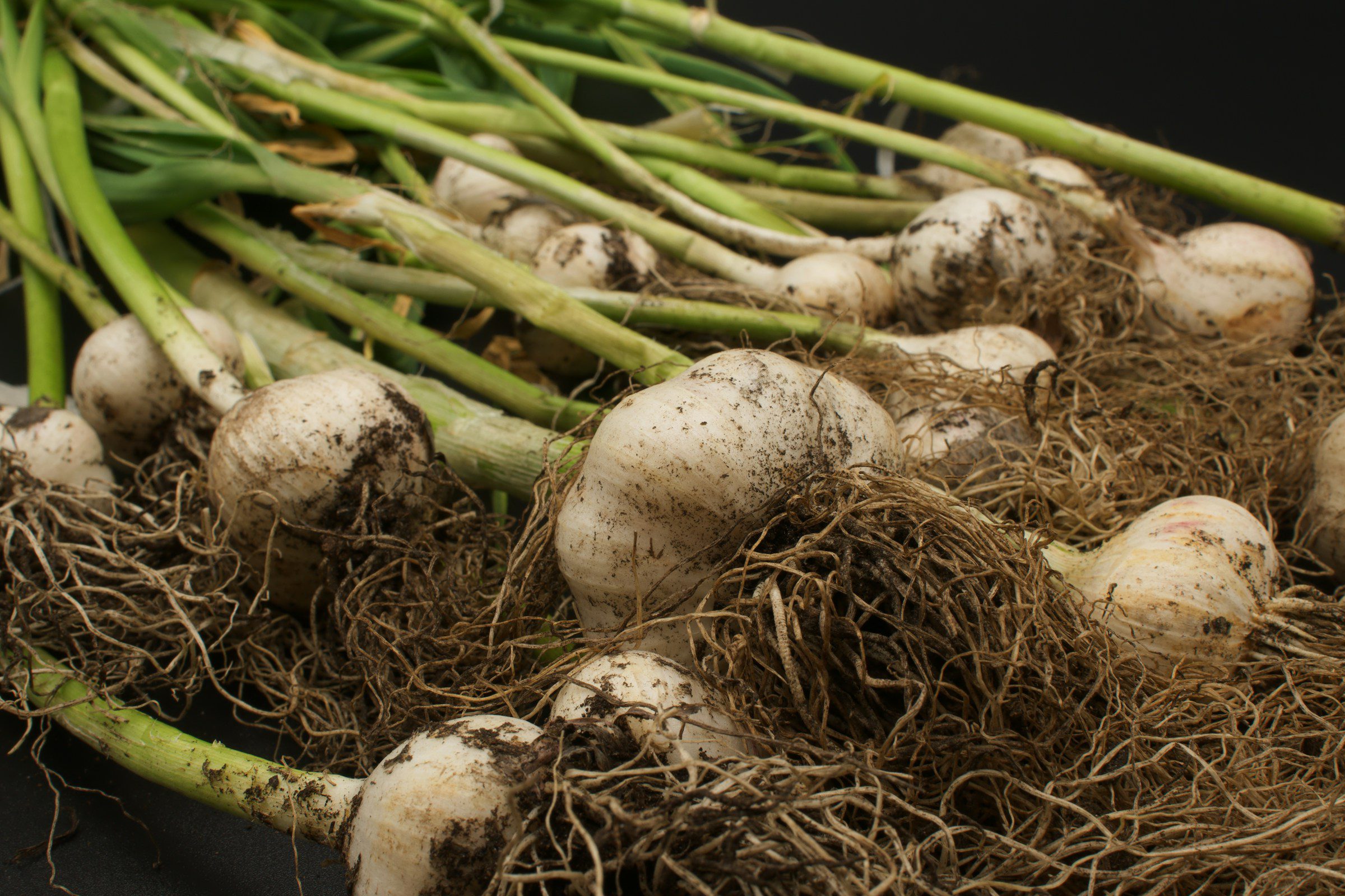 paul-marlow-yKmx8D3KZ_c-unsplash when to plant garlic
