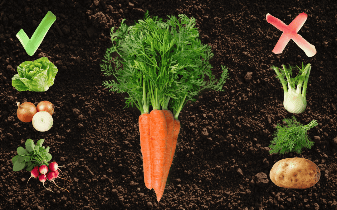 Companion Planting With Carrots – What to Plant (and What to Avoid)