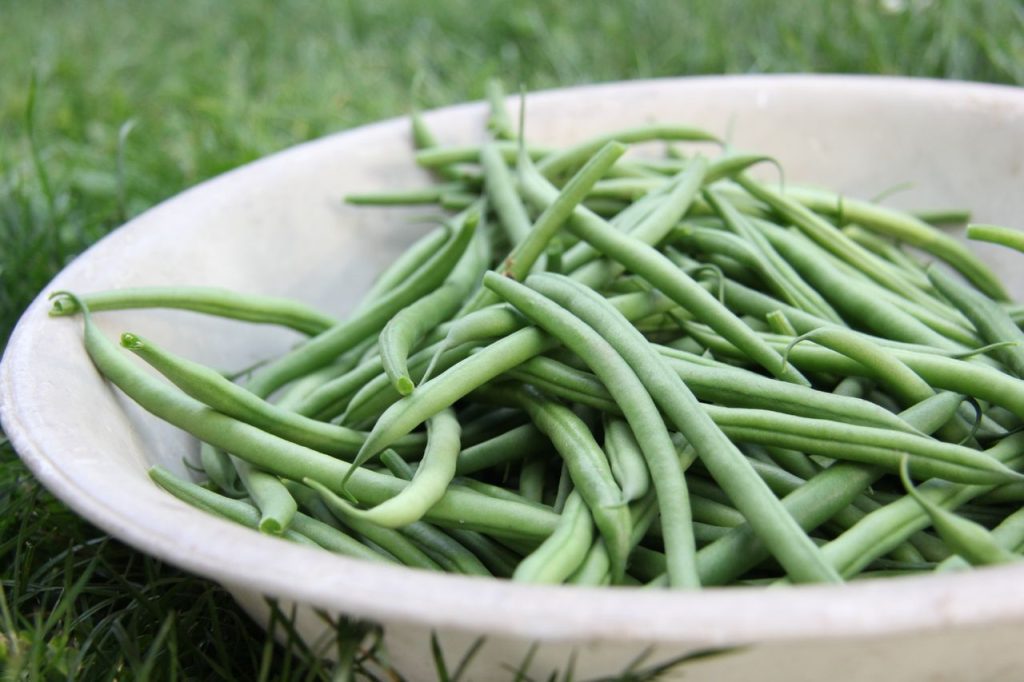 bush bean companions for carrots