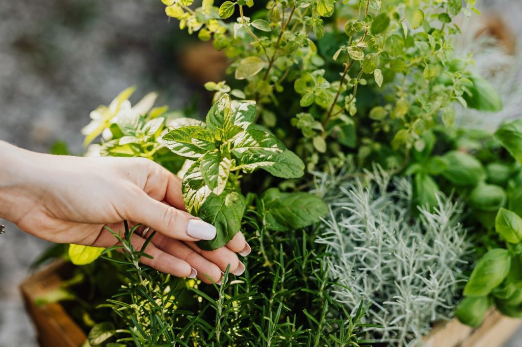 aromatic herbs and carrot companions