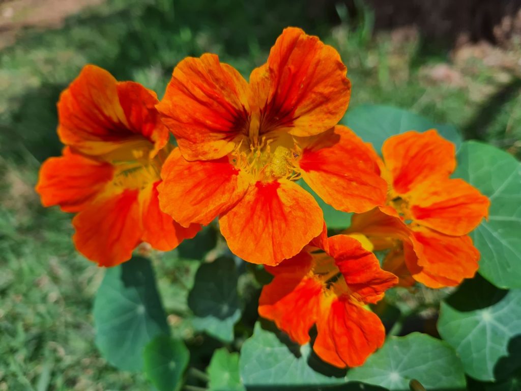 Nasturtiums as carrot companions