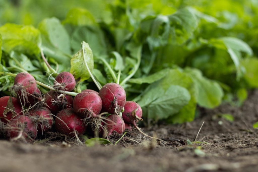 radishes companion plants