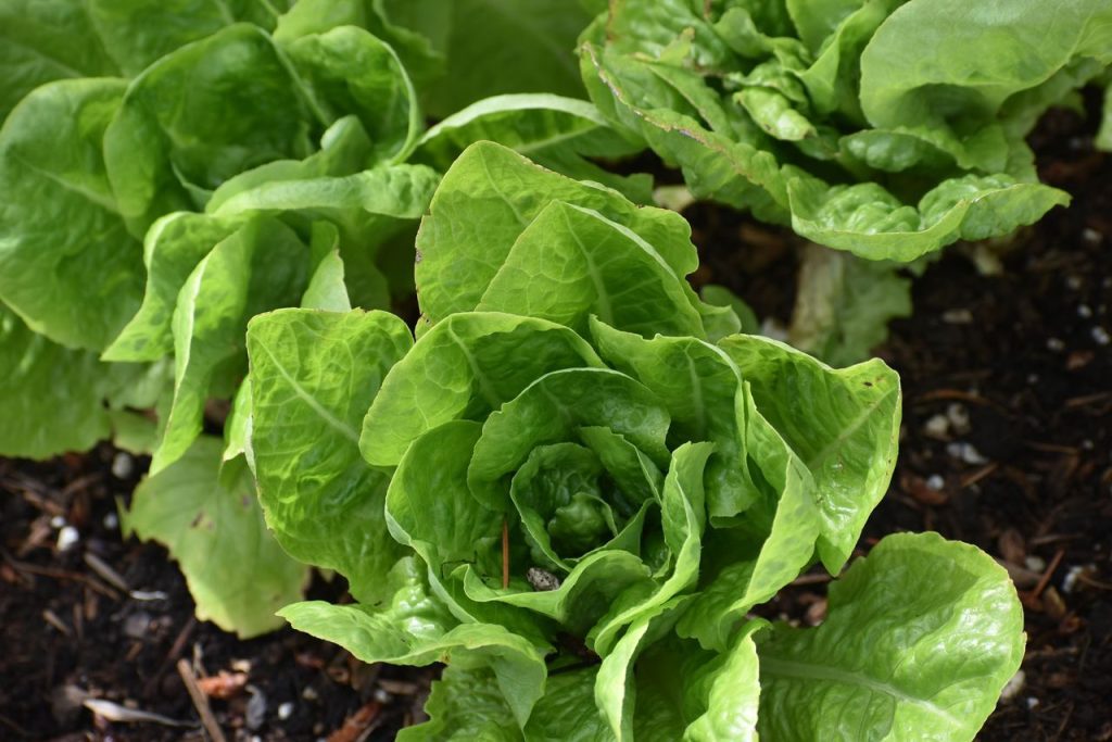 lettuce as a carrot companion plant