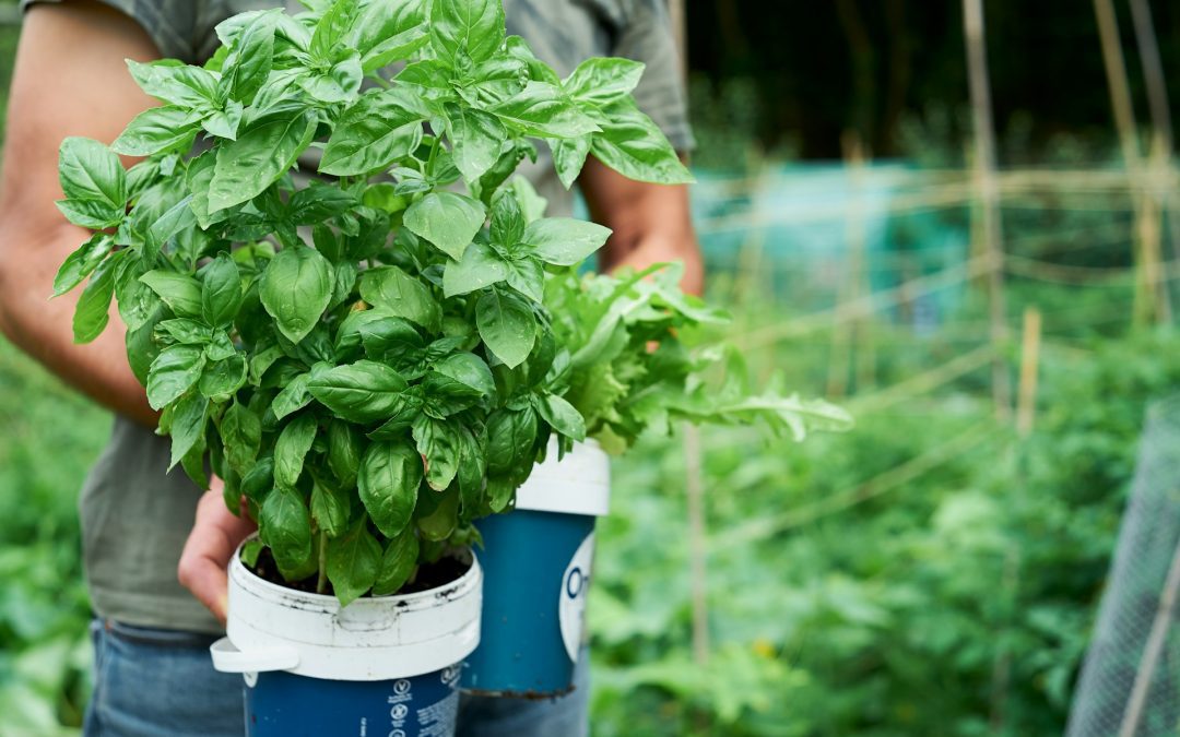 How to Grow Basil in a Raised Bed
