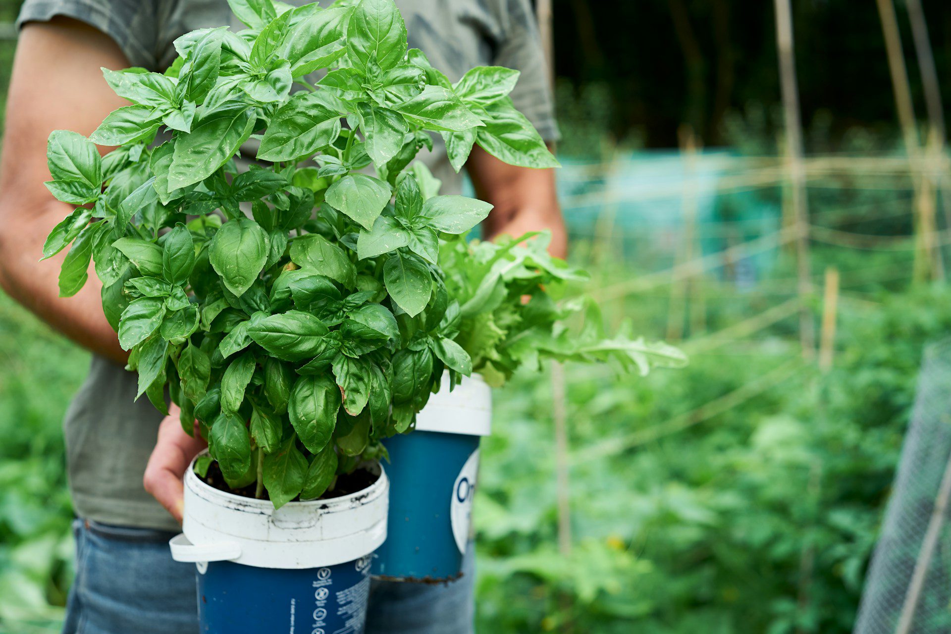 how to grow basil in a raised bed