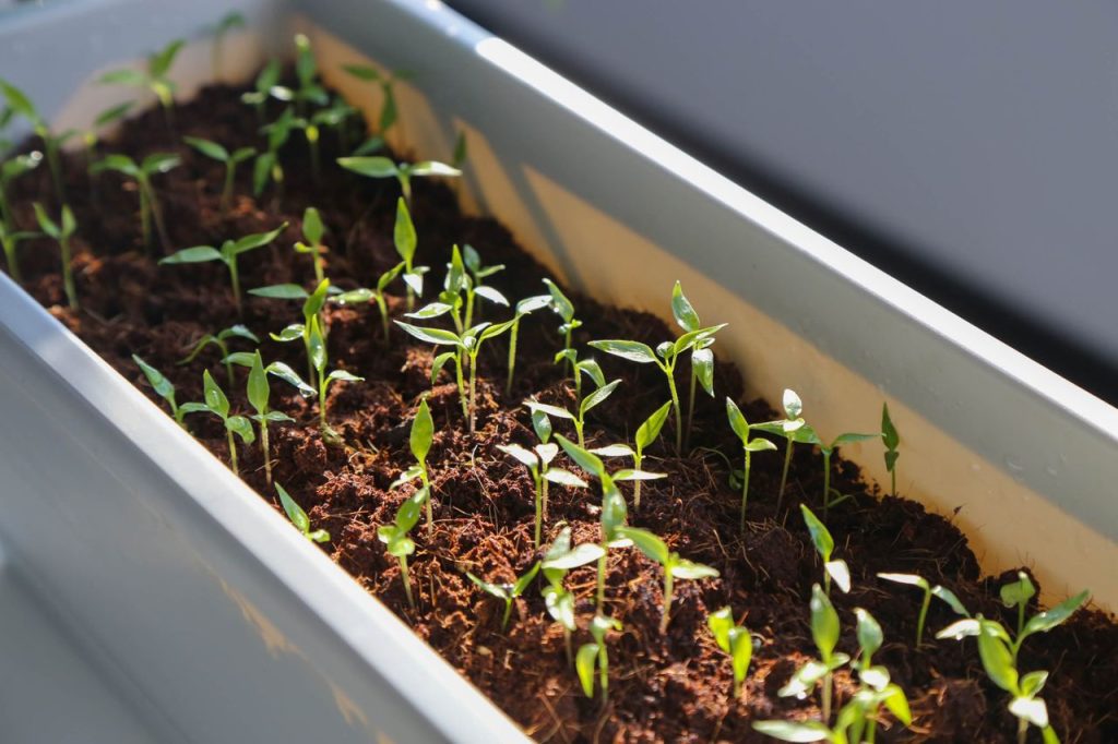 grow lights for indoor plants