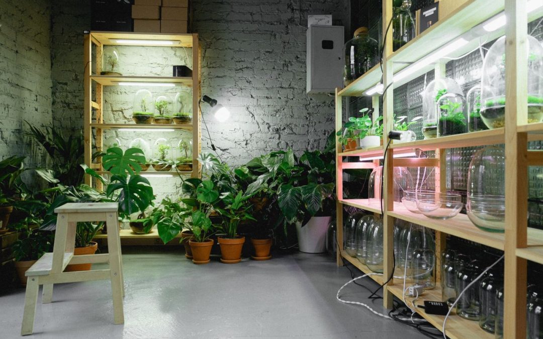 The Beginner’s Guide to Indoor Grow Lights for Herbs and Crops