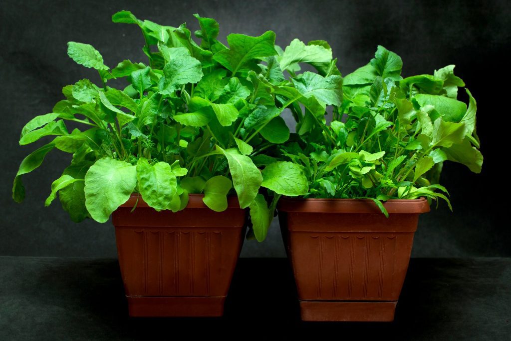plant pots indoors